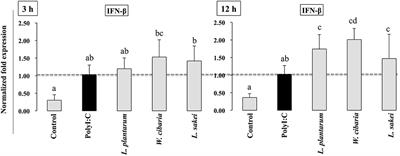 Immunobiotic Strains Modulate Toll-Like Receptor 3 Agonist Induced Innate Antiviral Immune Response in Human Intestinal Epithelial Cells by Modulating IFN Regulatory Factor 3 and NF-κB Signaling